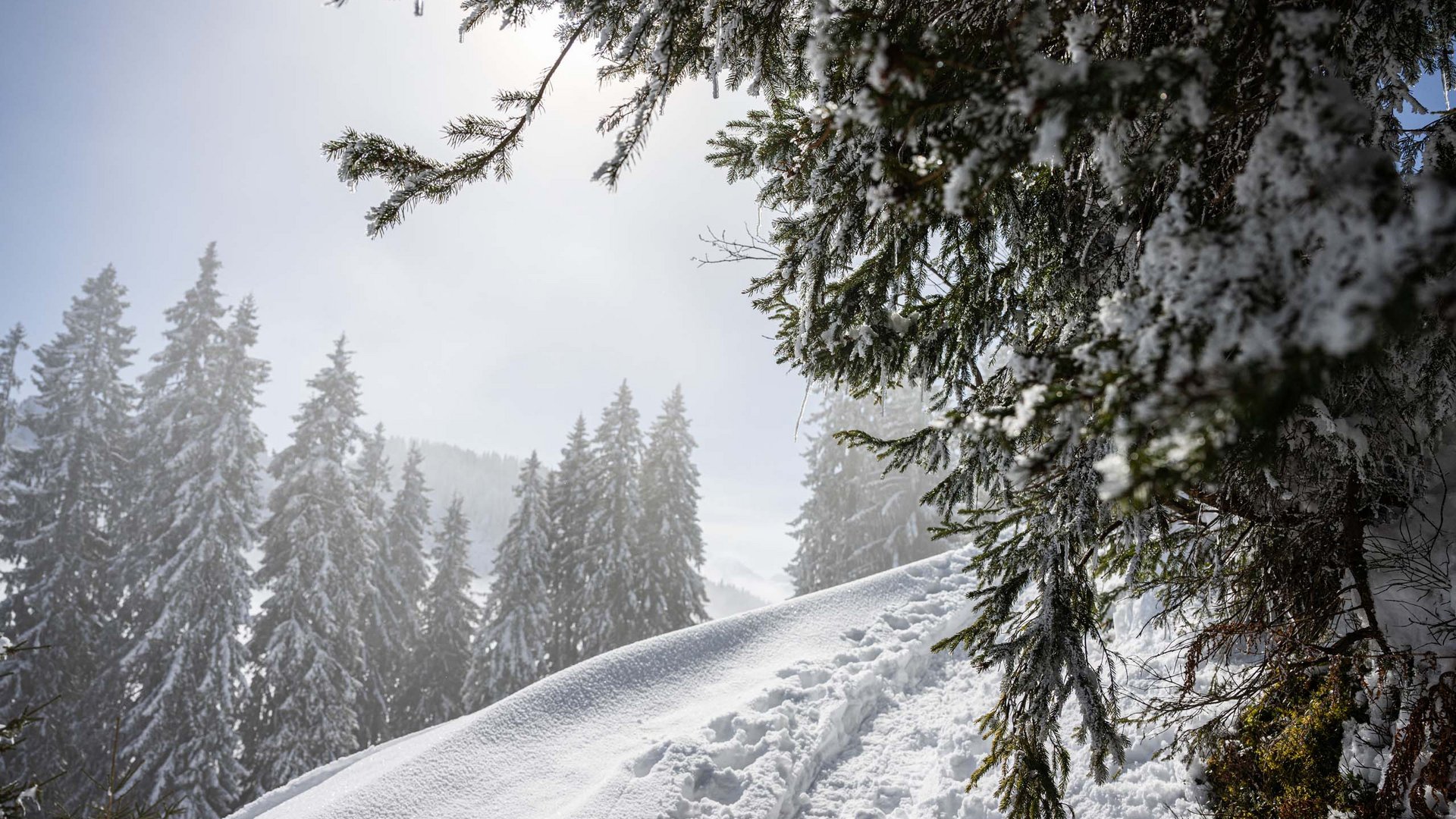 Schneebedeckte Tannen und Pfad im verschneiten Winterwald