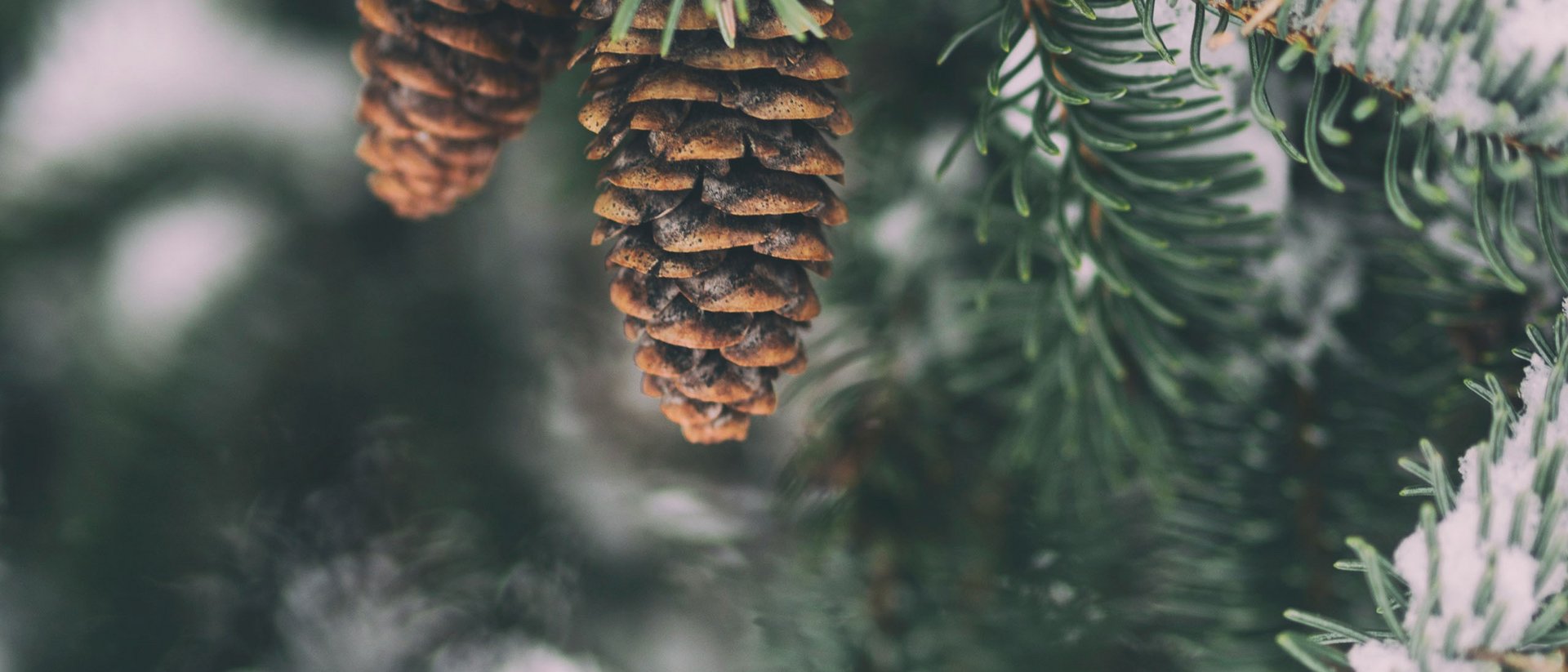 Ihre Bergmomente in Oberstdorf Zweige mit Tannenzapfen und Schnee an einem Nadelbaum